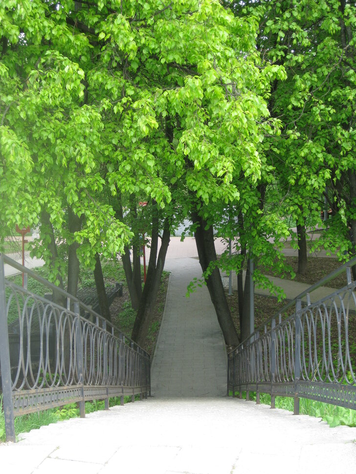 Клёны в мае