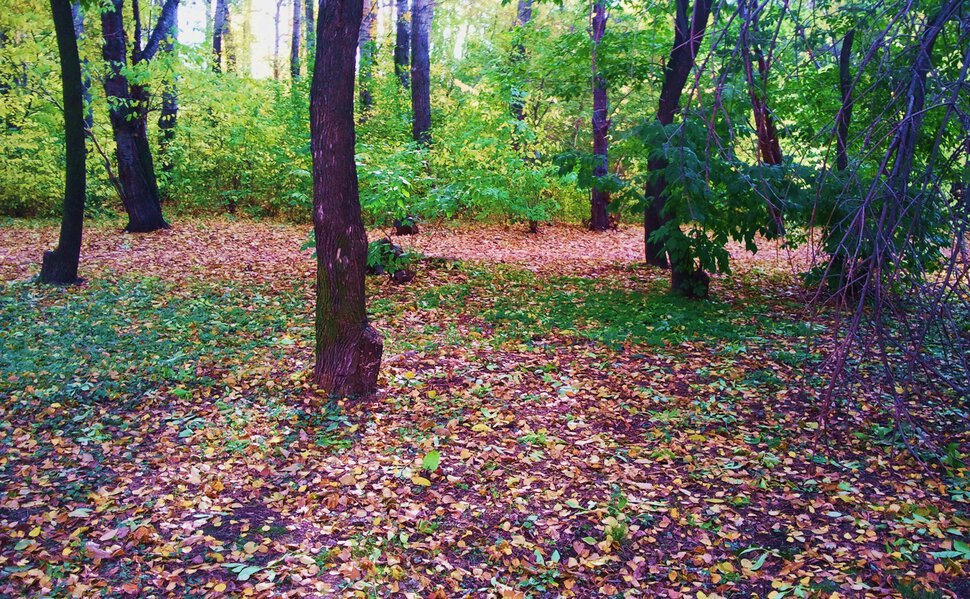 Осенние листья и тени