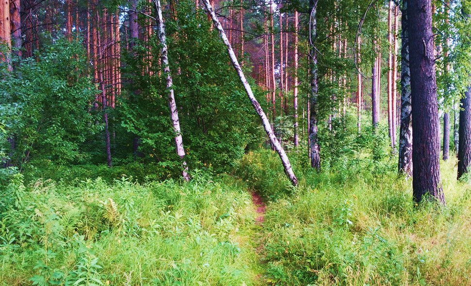 По уральским лесам