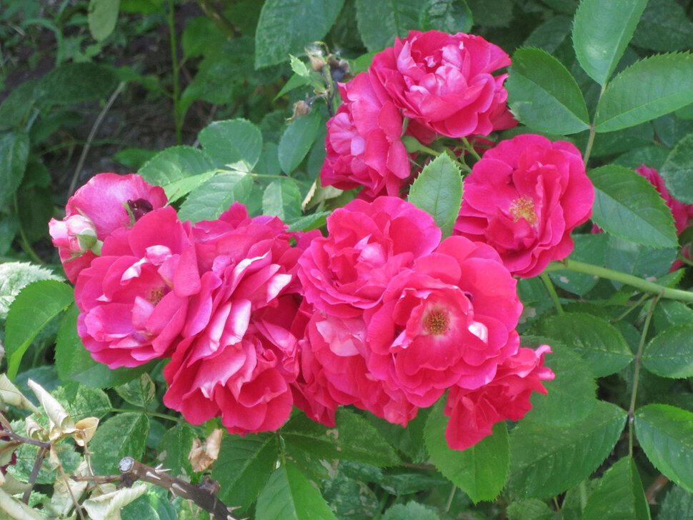 Розы парковые