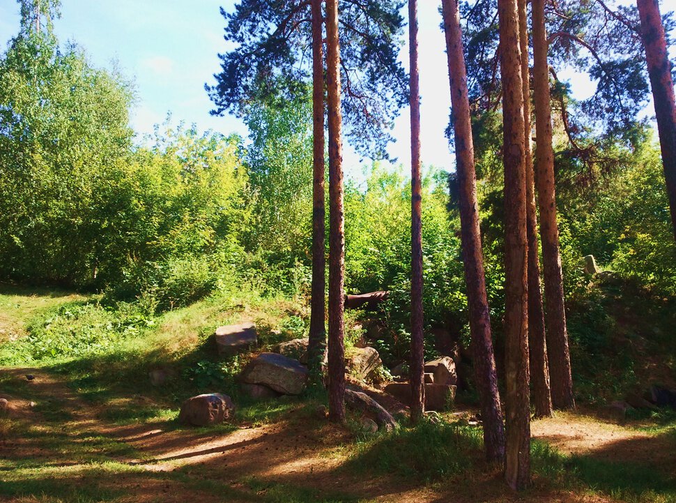 У сосенок и камушков