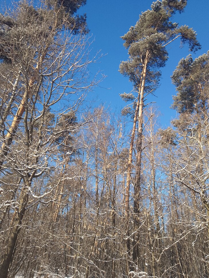 Веселое и Мартовское утро