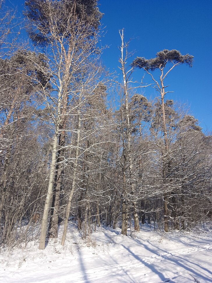 Веселое и Мартовское утро