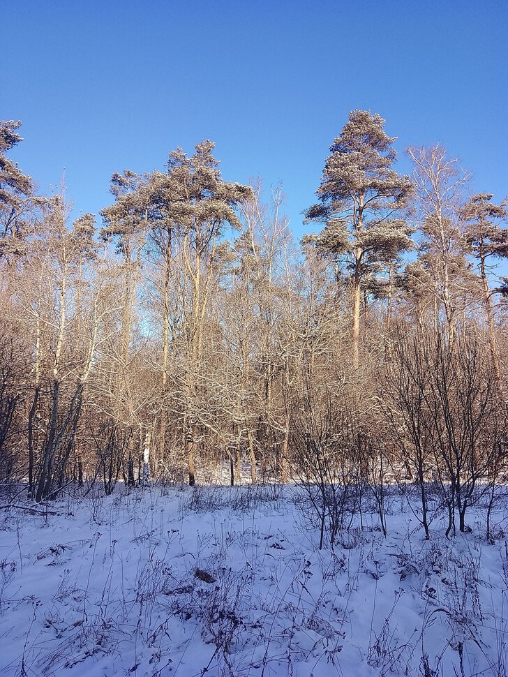 Веселое и Мартовское утро