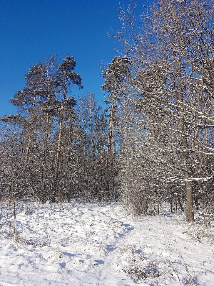 Веселое и Мартовское утро