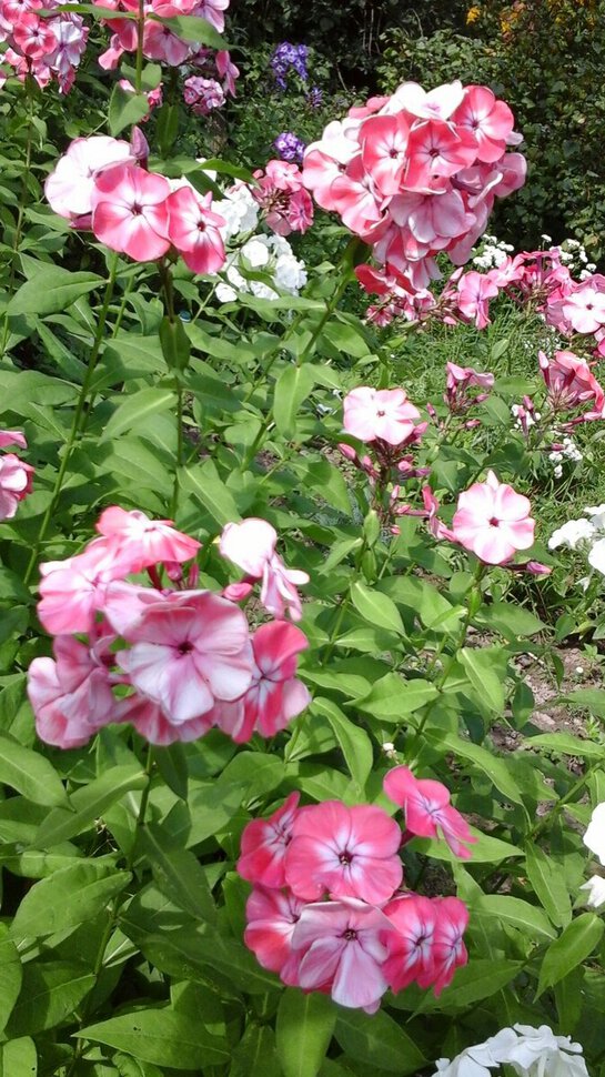 Бело-розовые цветы
