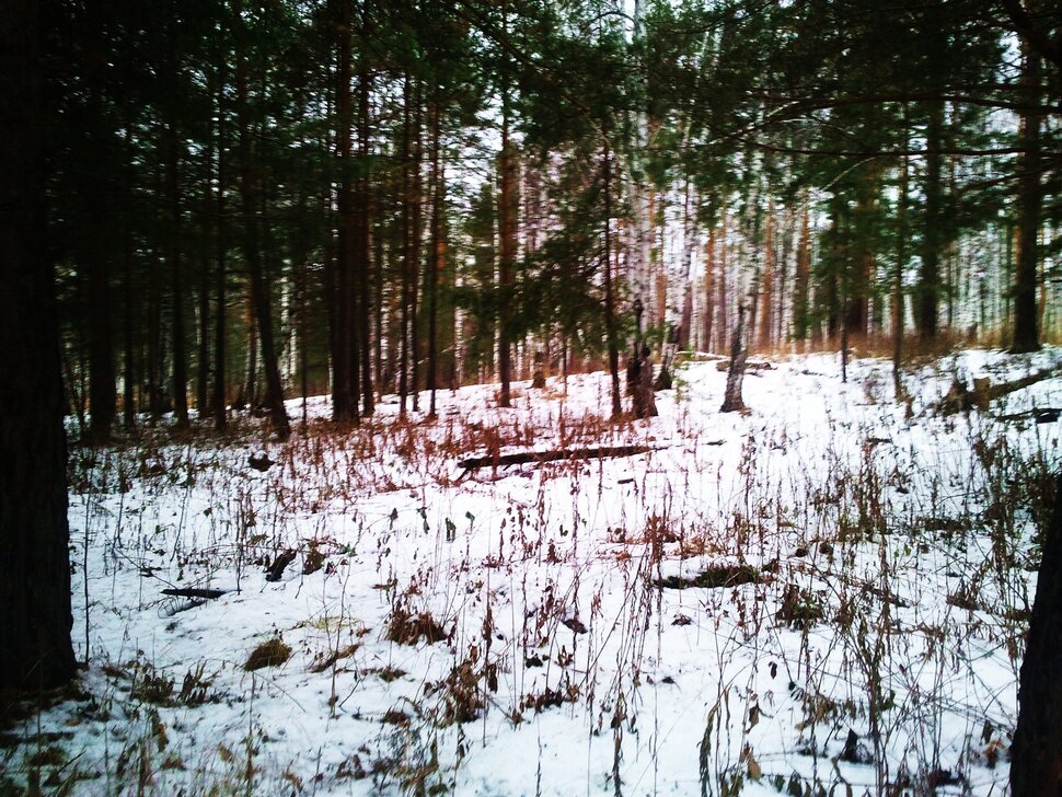 По чаще