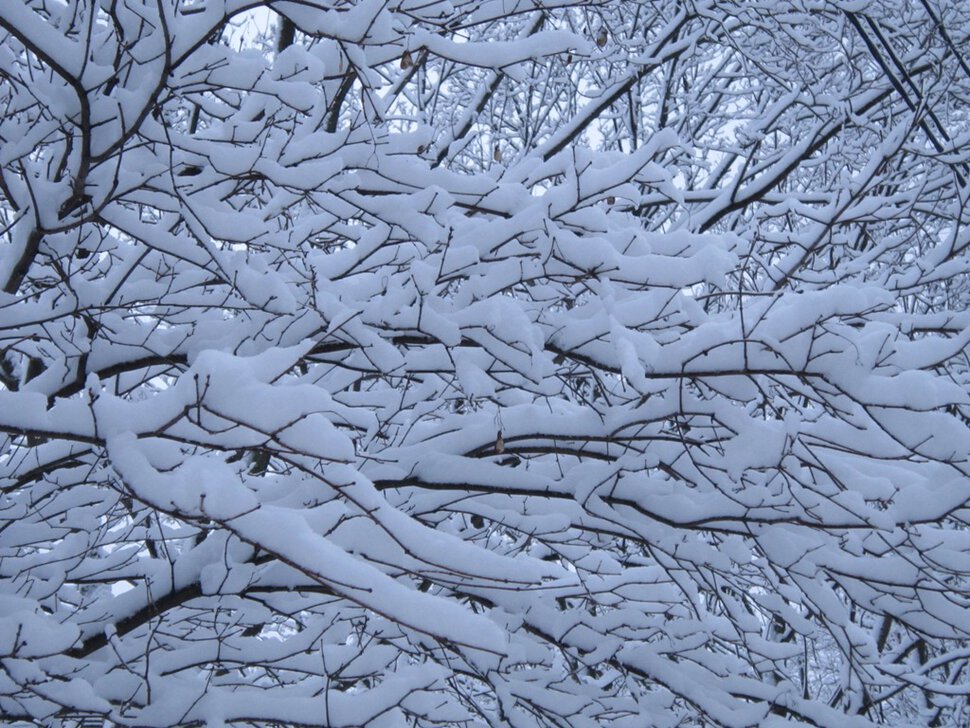 Снег на ветвях