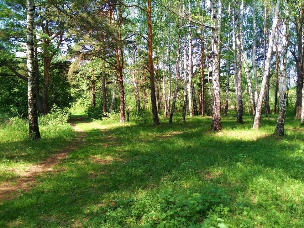 В лесочке в солнечный день