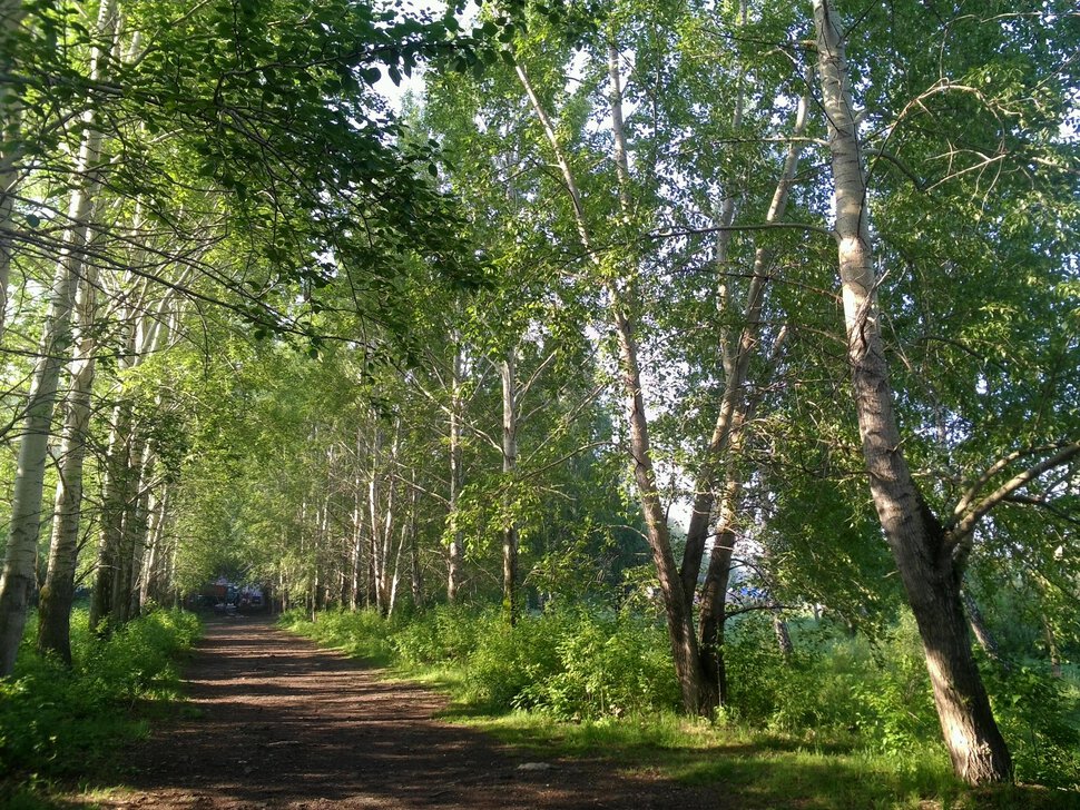 Аллея, пронизанная утренним солнцем