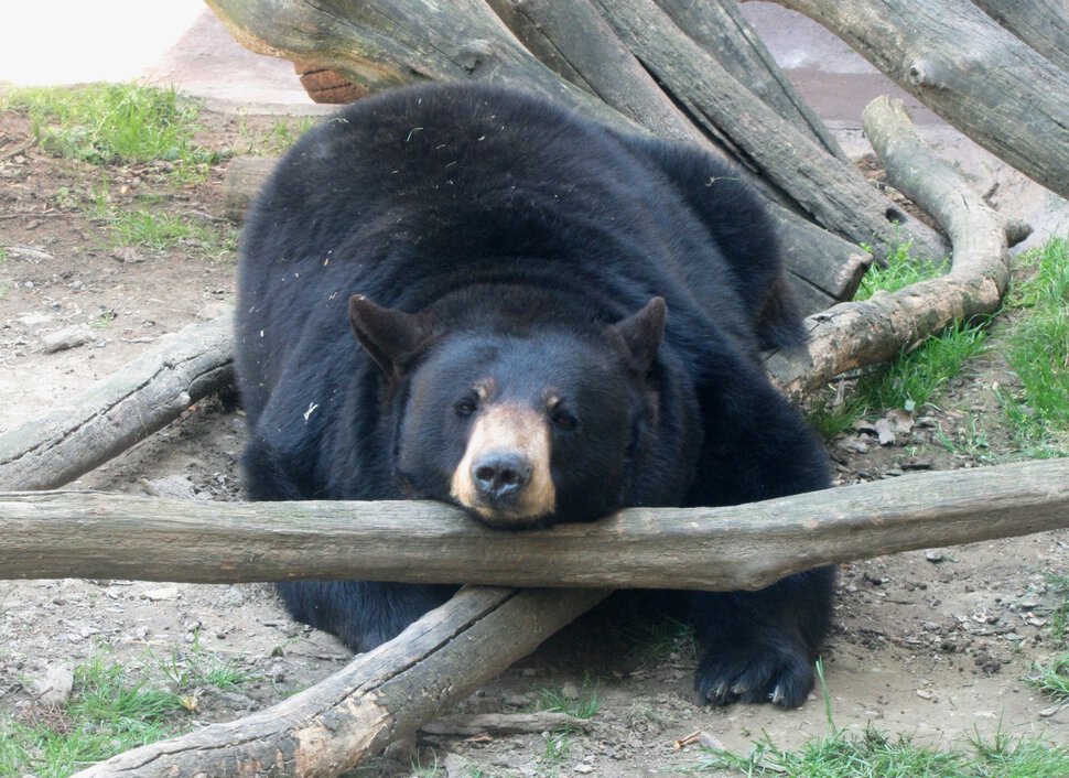 Чёрный медведь. Барибал