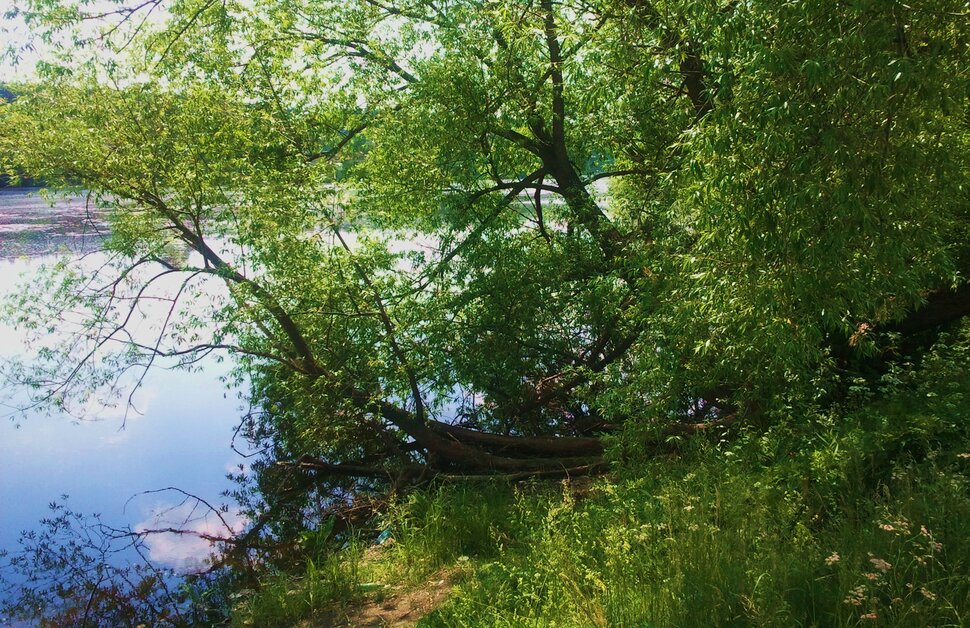 На речном берегу
