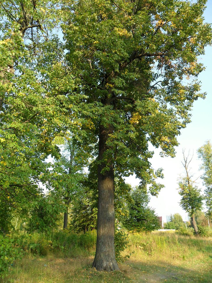 Чеховский лес в начале сентября