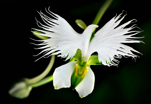 Орхидея - Белая цапля
