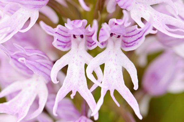 Орхидея - Голый человек