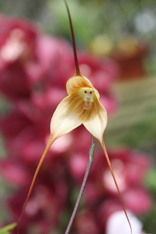 Орхидея - Обезьянка