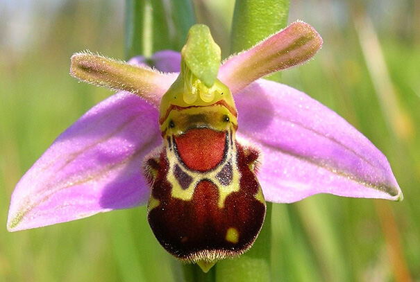 Орхидея - Шмель