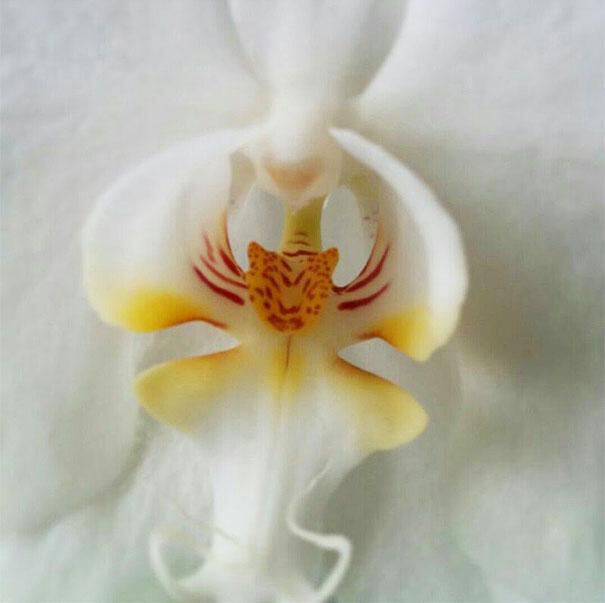 Орхидея - Тигр