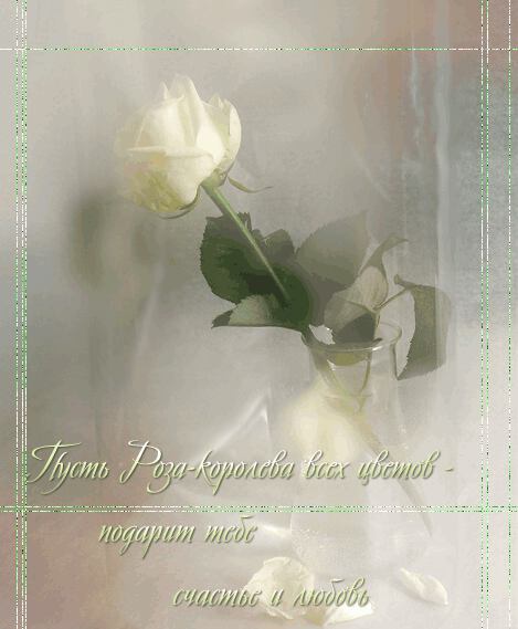 открытка роза нежности