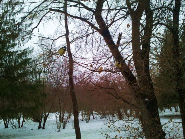 По лесам