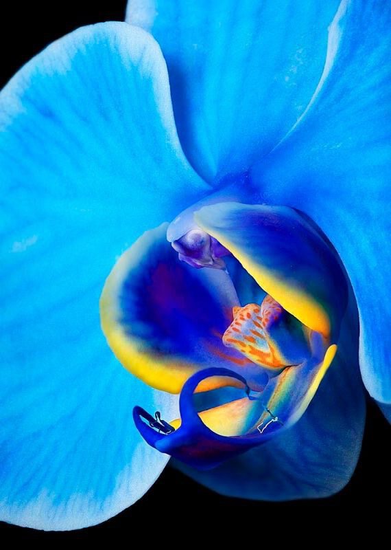 Цветок-бабочка синей орхидеи
