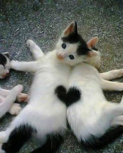 Коты с сердечком