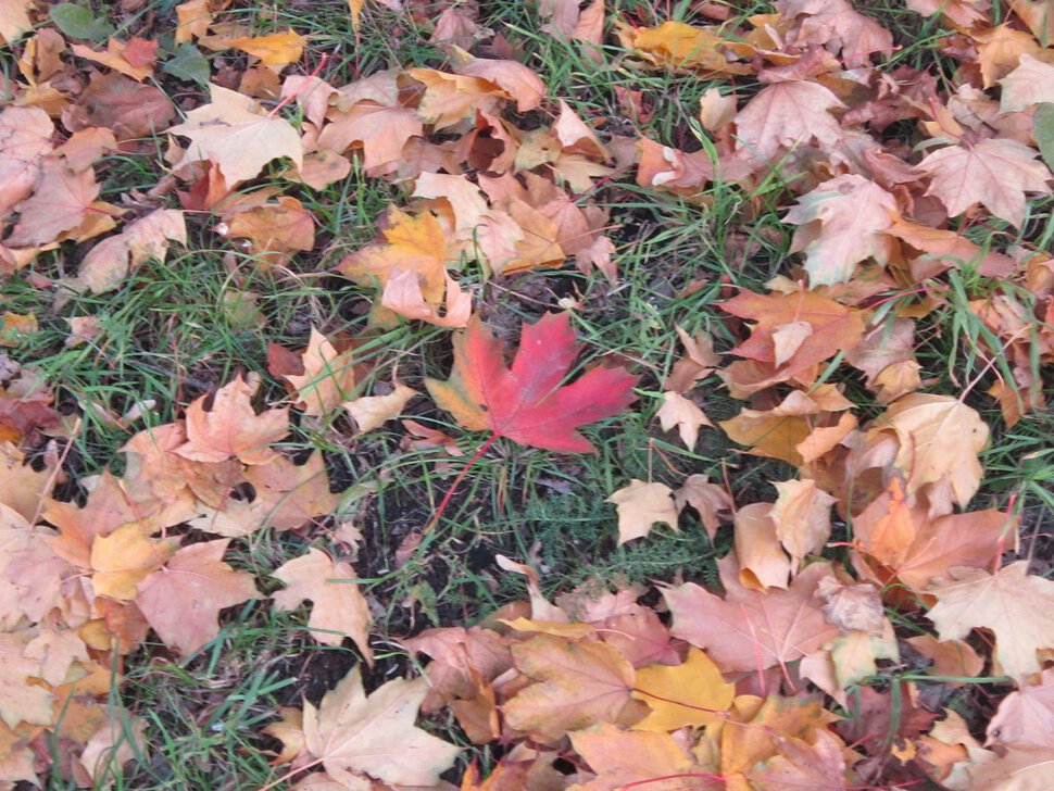 Красный лист кленовый