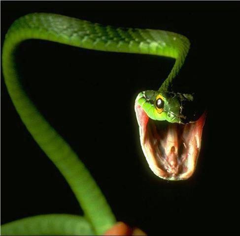 Змея картинка