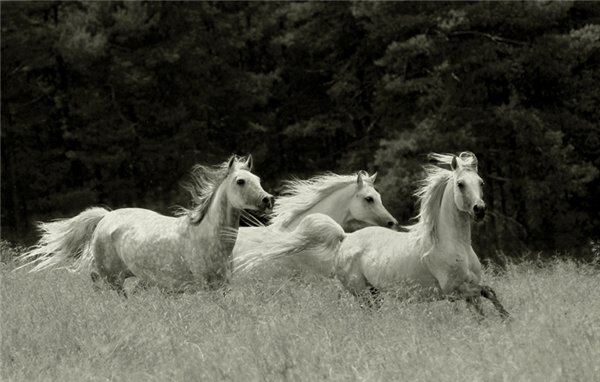 Белые лошади