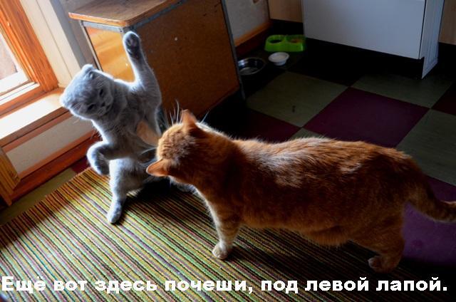 Котячая дружба