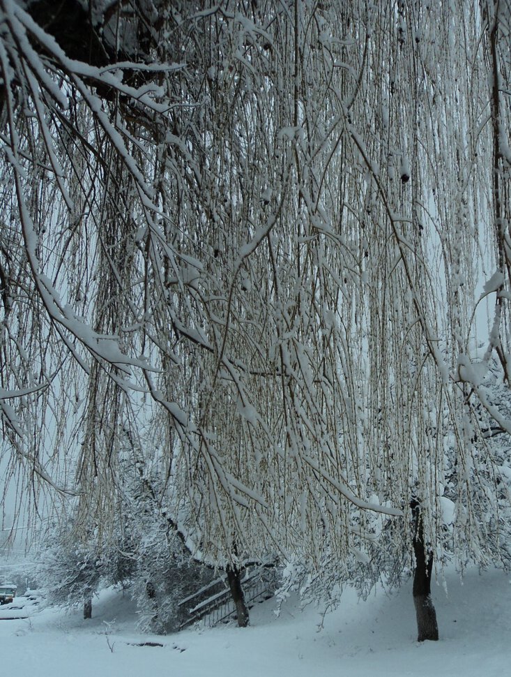 Поседели ивовые косы