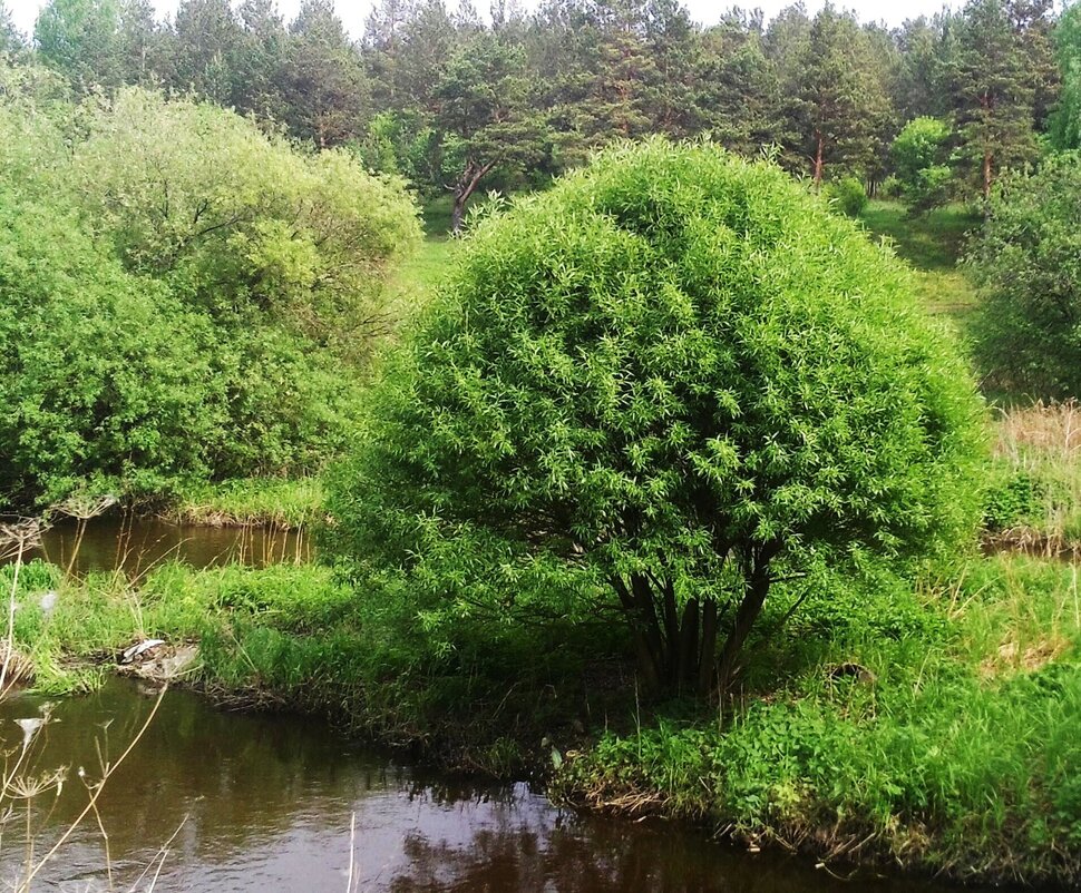 У речушки