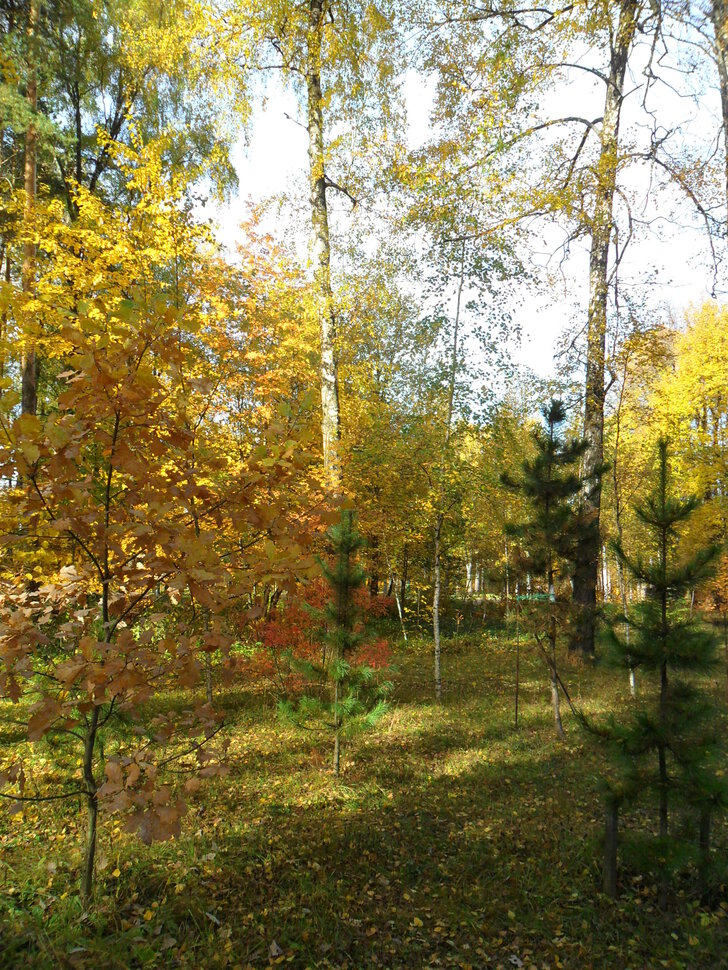 В осеннем парке Барыши