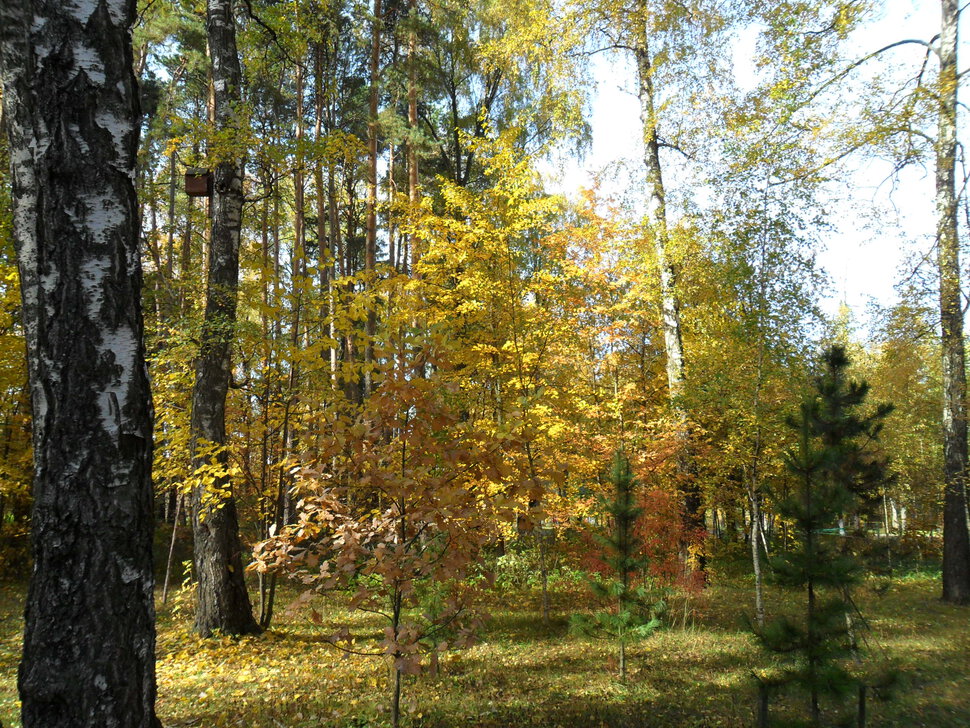 В осеннем парке Барыши