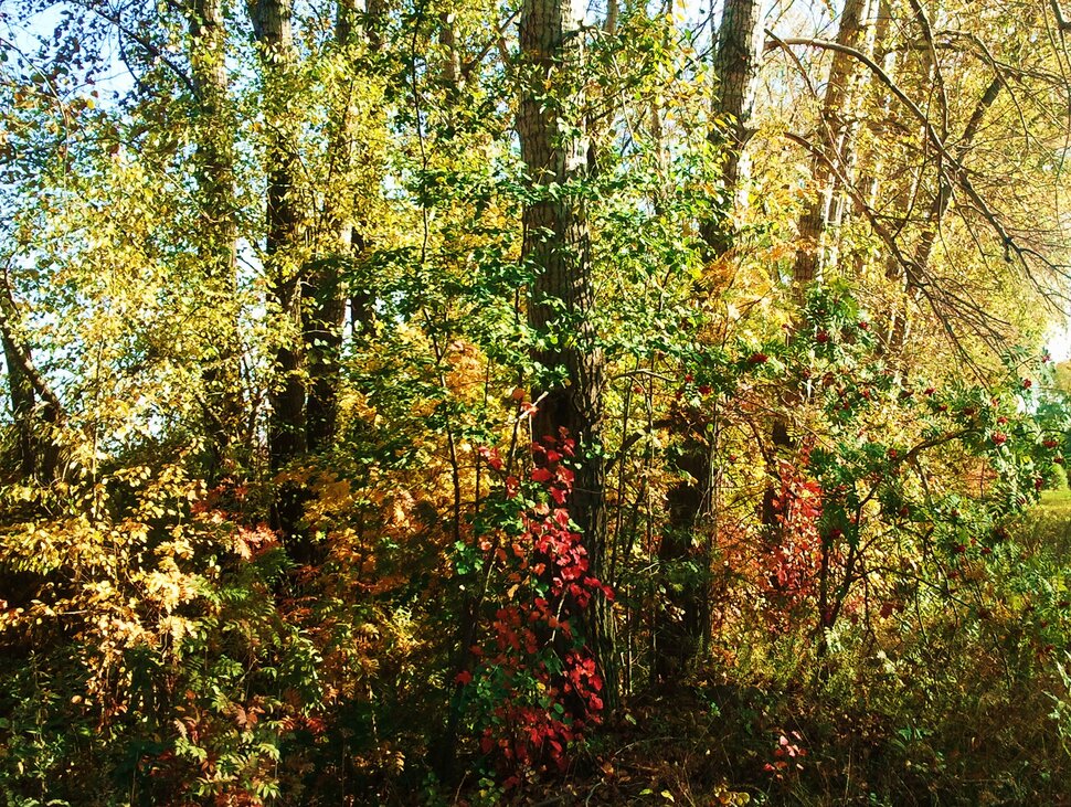 В осенних зарослях