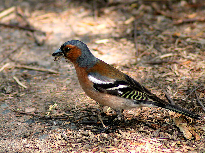 Fringilla coelebs - певчая птица