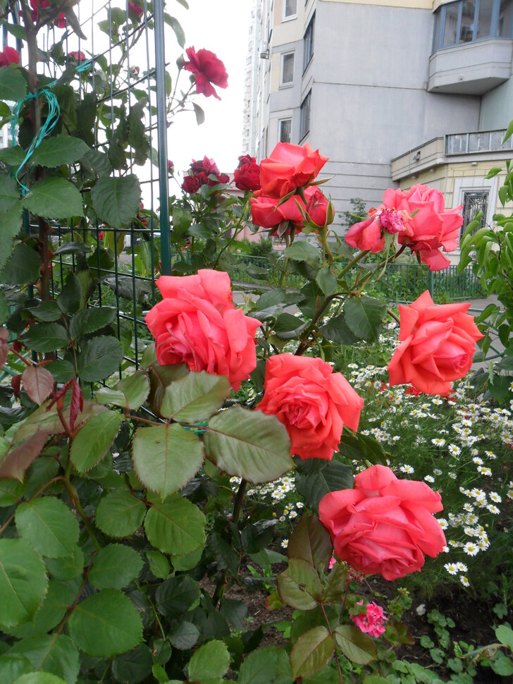 Раскидистые душистые розы