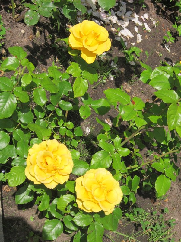 Три розы жёлтых