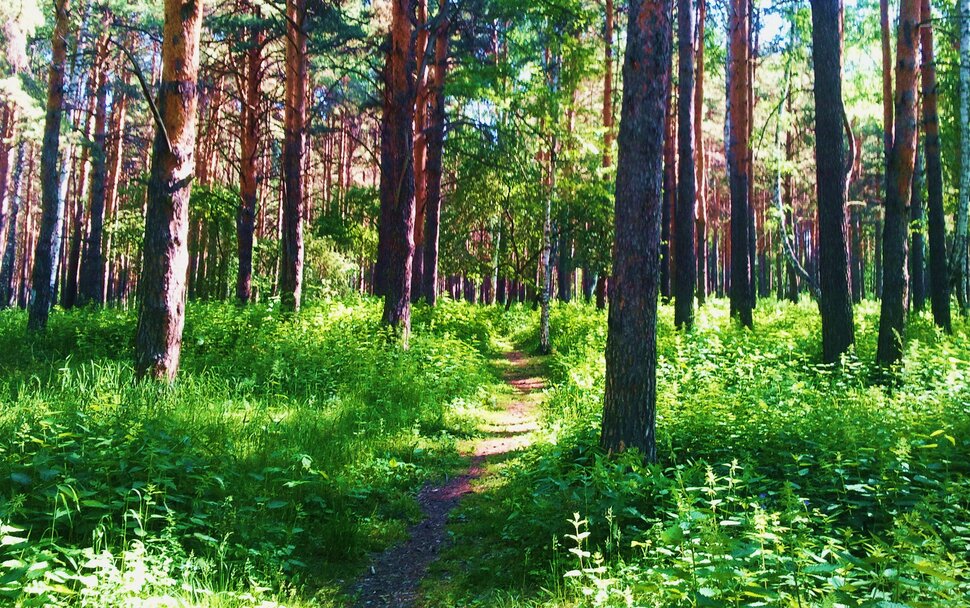 В лесу в конце июня