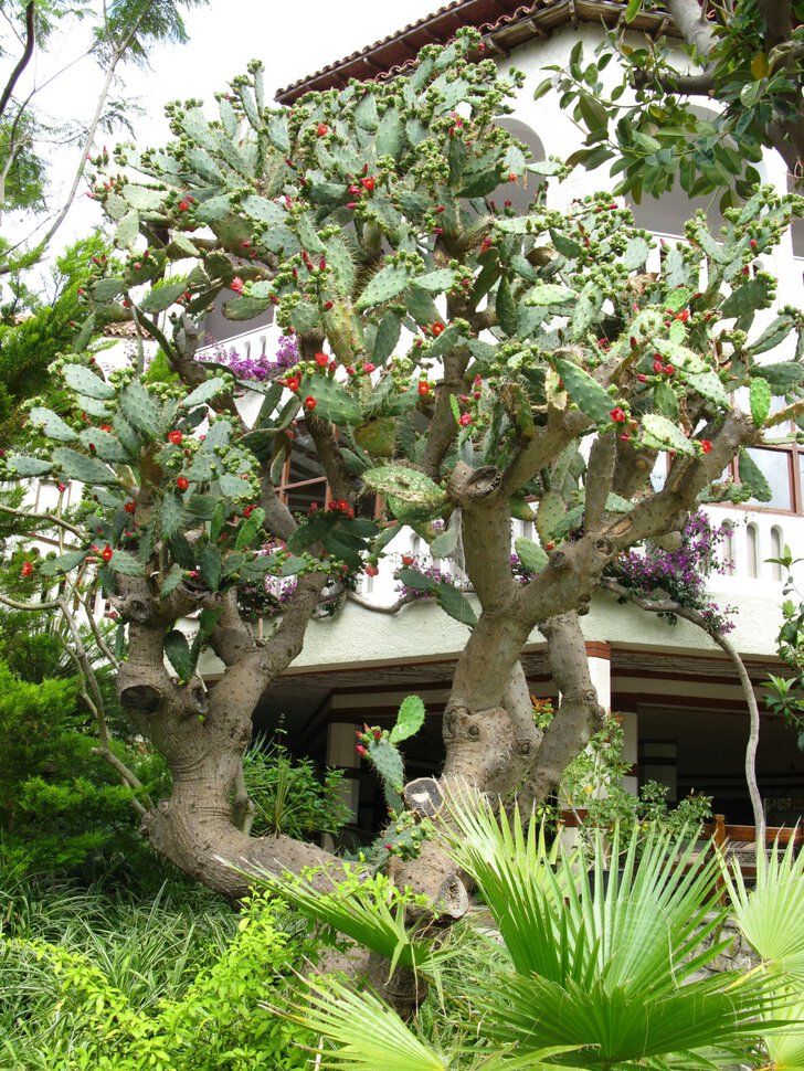 Большое цветущее кактусовое дерево