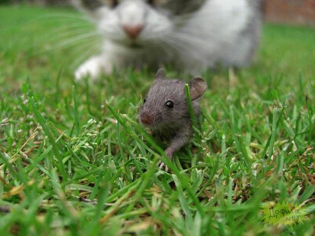 Мышка, беги!
