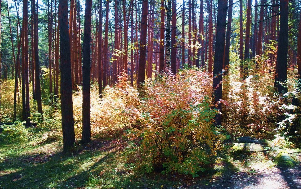 Осенний свет