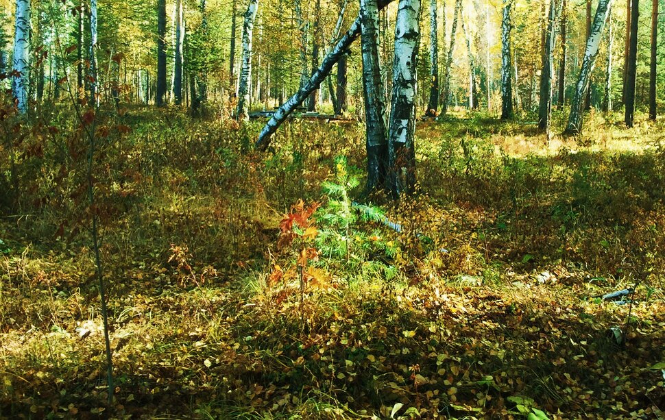 В осеннем лесу
