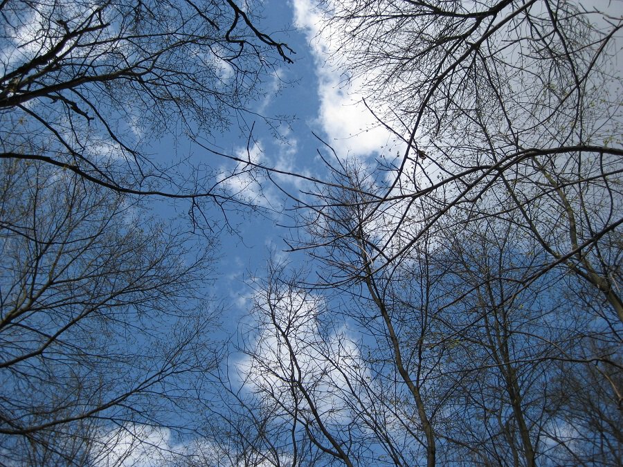 Вид неба в лесу