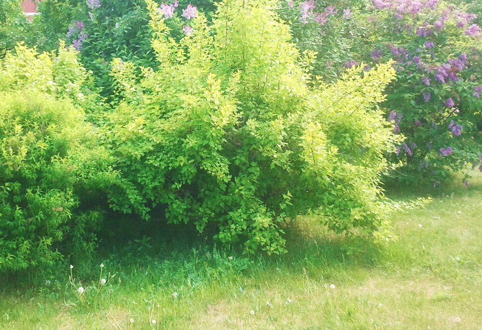 Июнь
