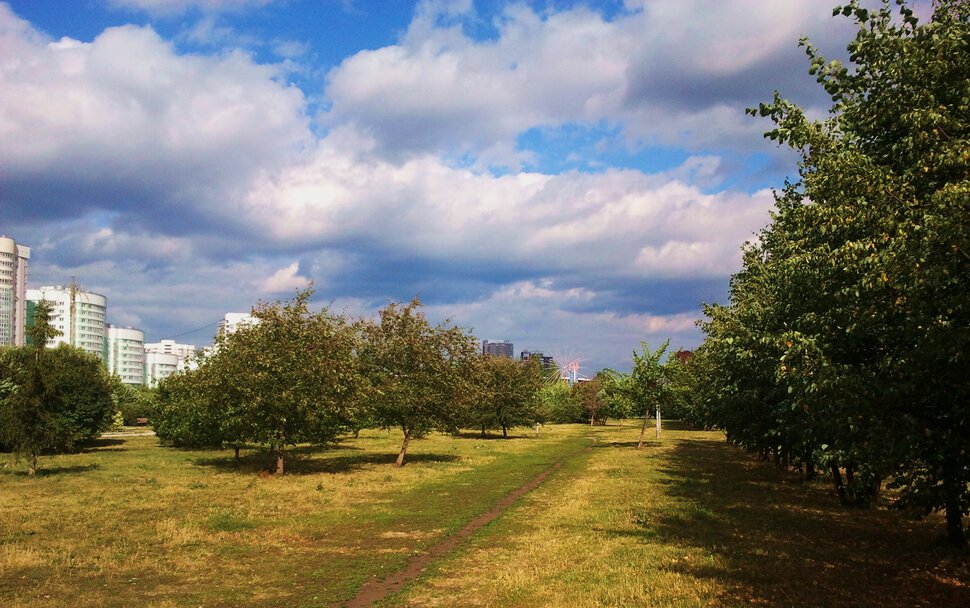 Летом в парке