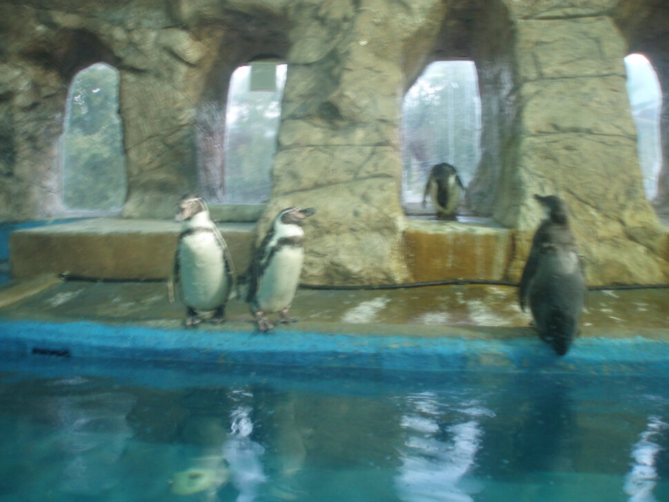 Пингвины в городе