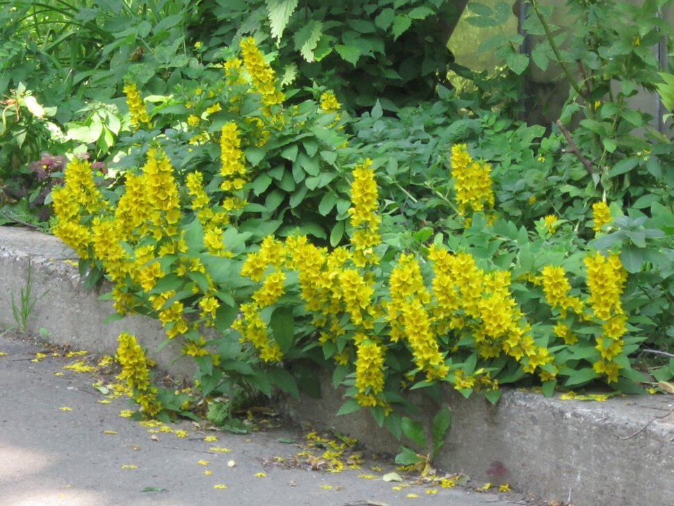 Жёлтые звёздочки