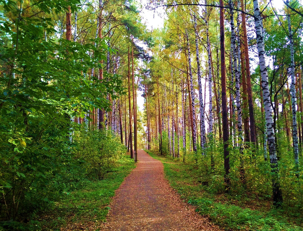 Дорога в осень