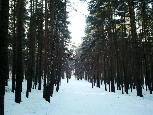 По лесам